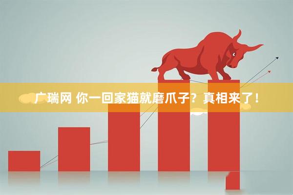广瑞网 你一回家猫就磨爪子？真相来了！